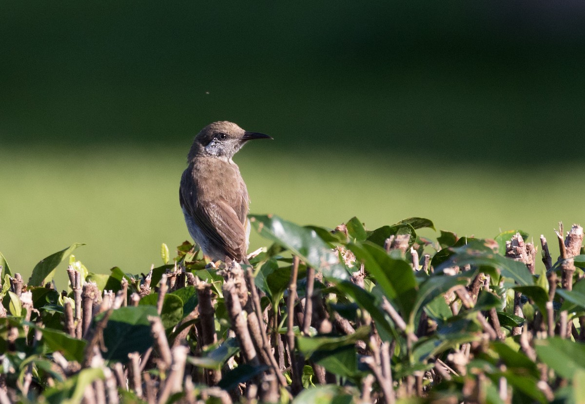 Silver-eared Honeyeater - ML177836271