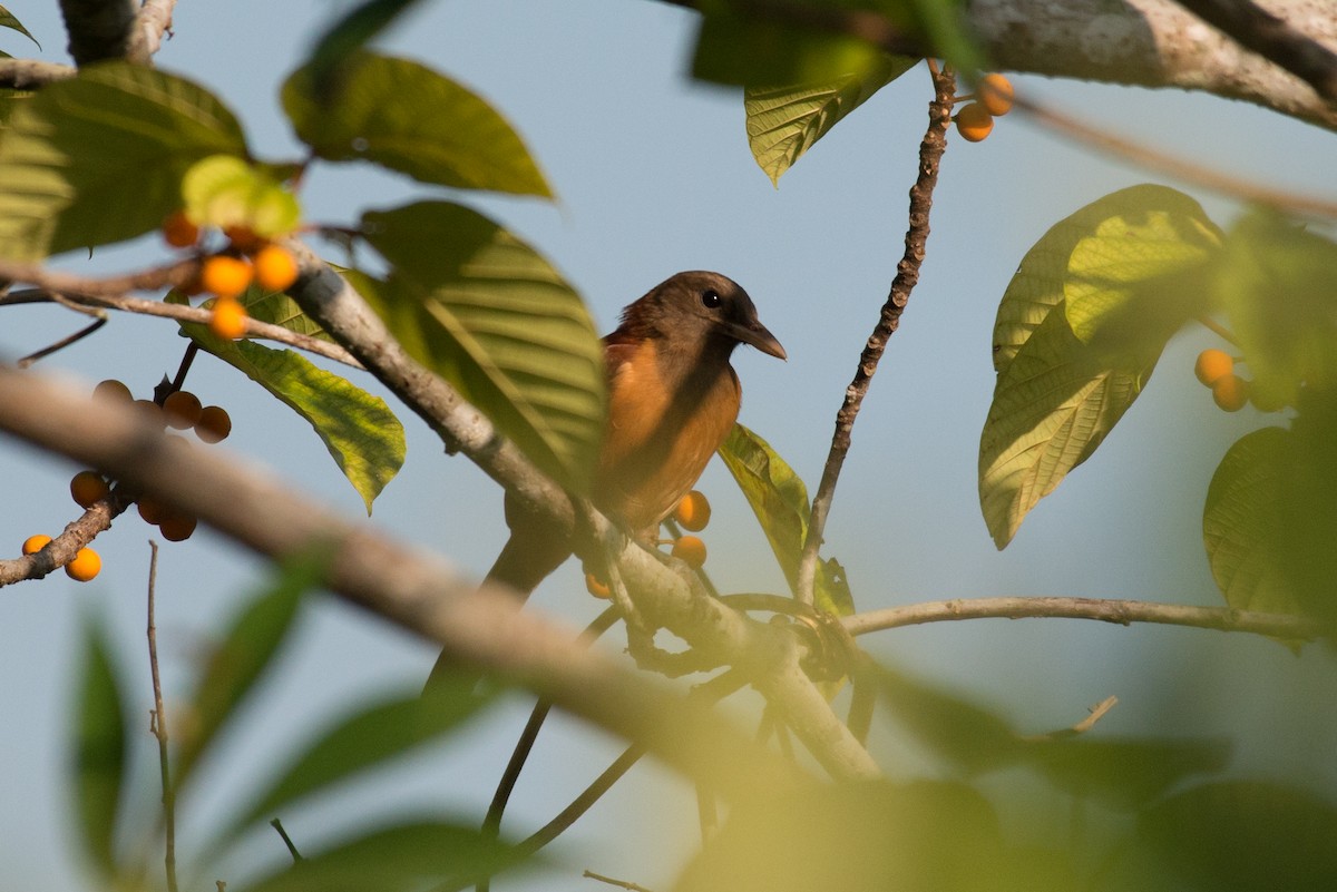 Northern Variable Pitohui - John C. Mittermeier
