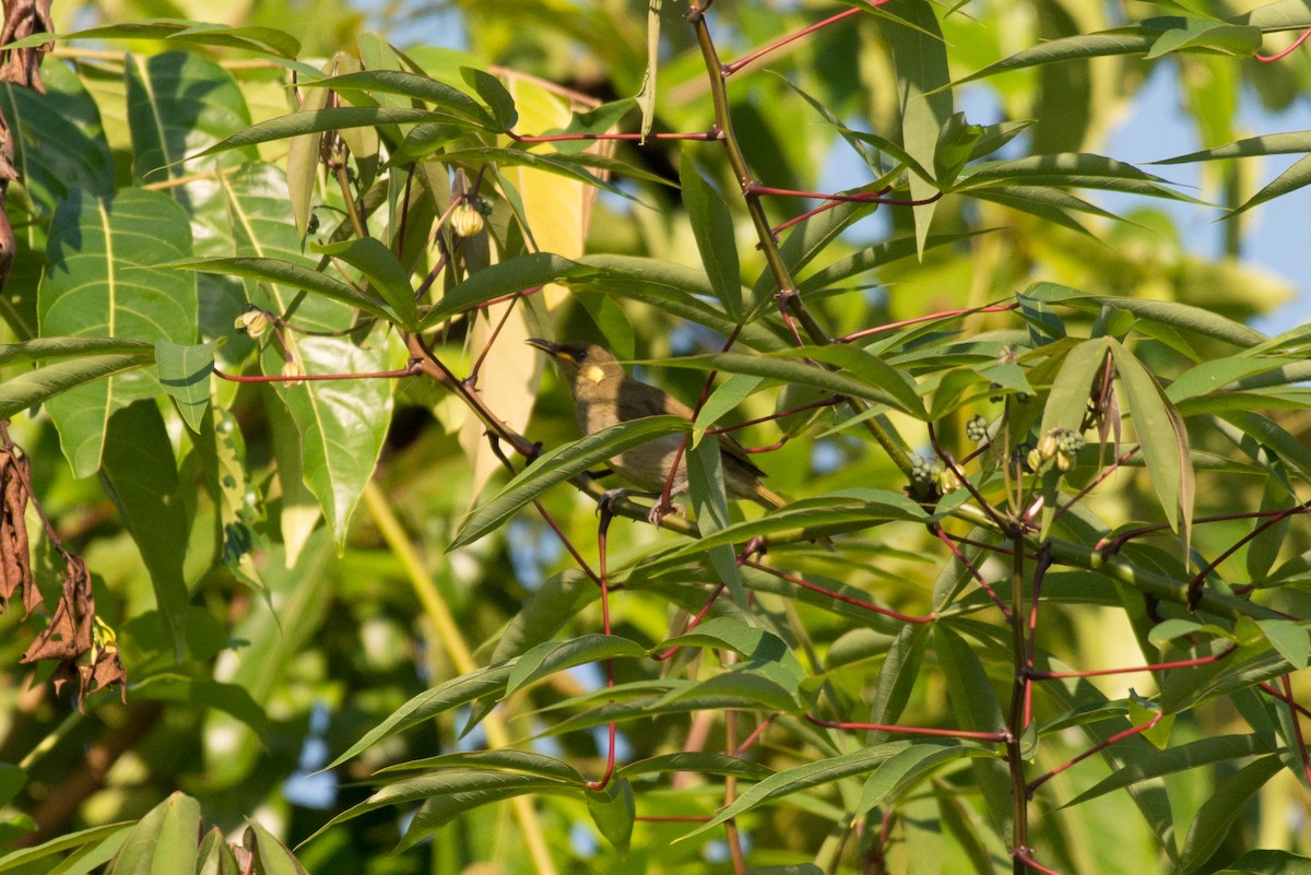 tanımsız Meliphaga/Territornis/Microptilotis sp. - ML177837691