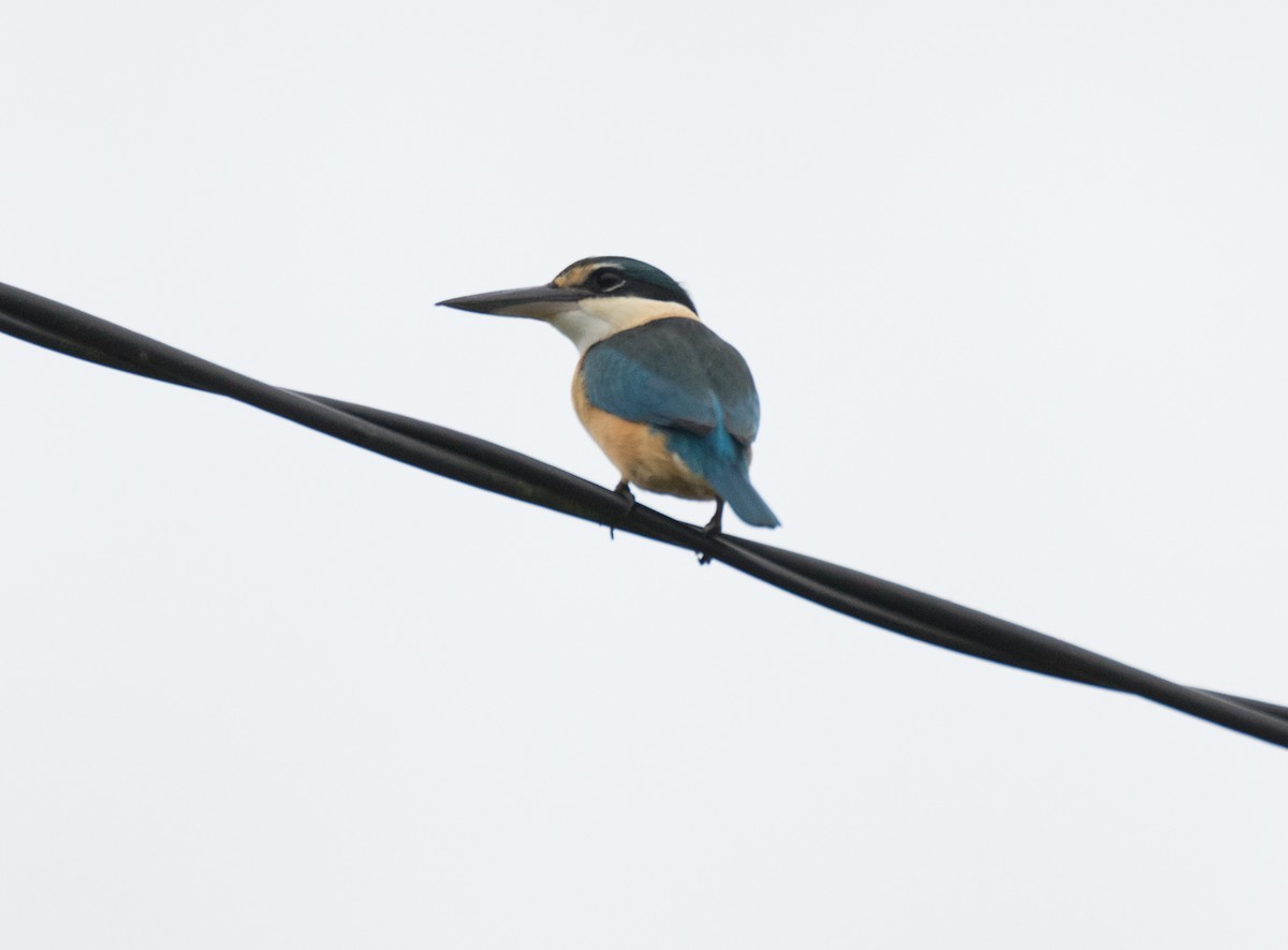 Sacred Kingfisher - ML177839151