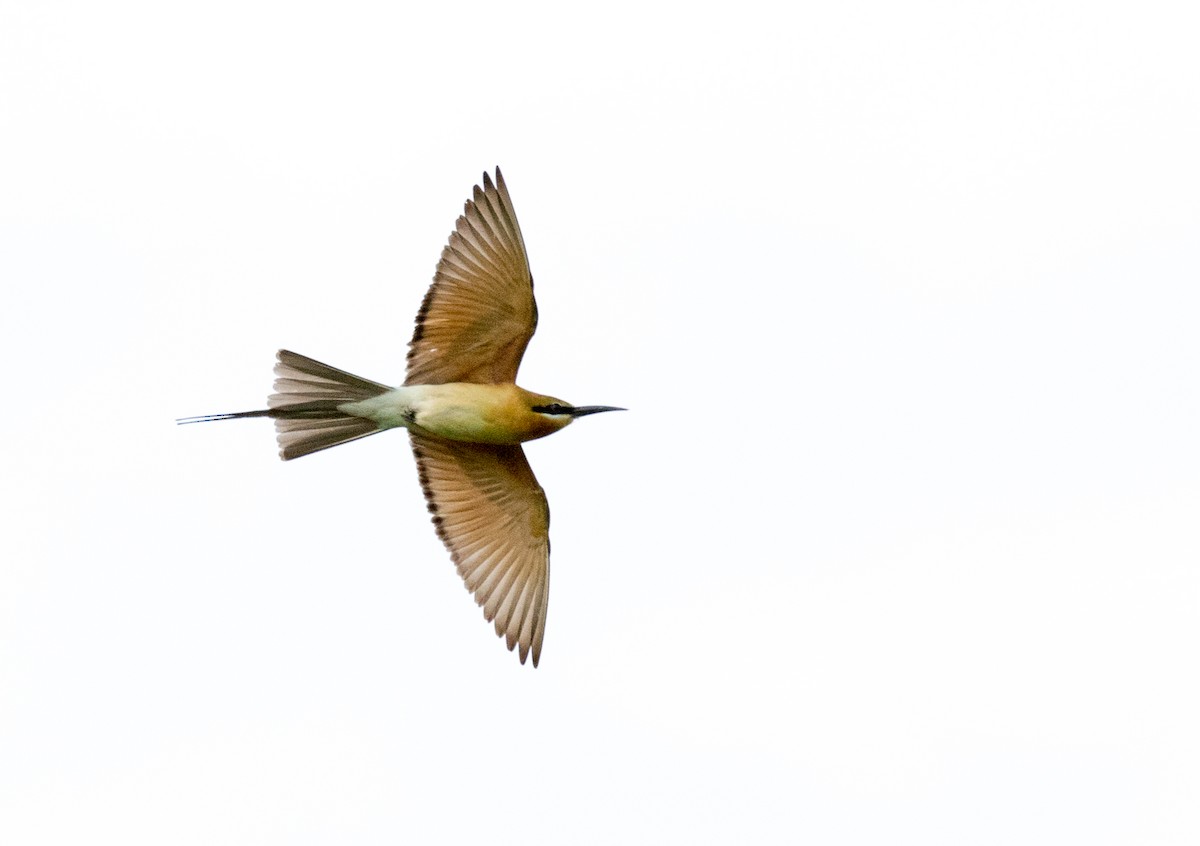Blue-tailed Bee-eater - Chris Barnes