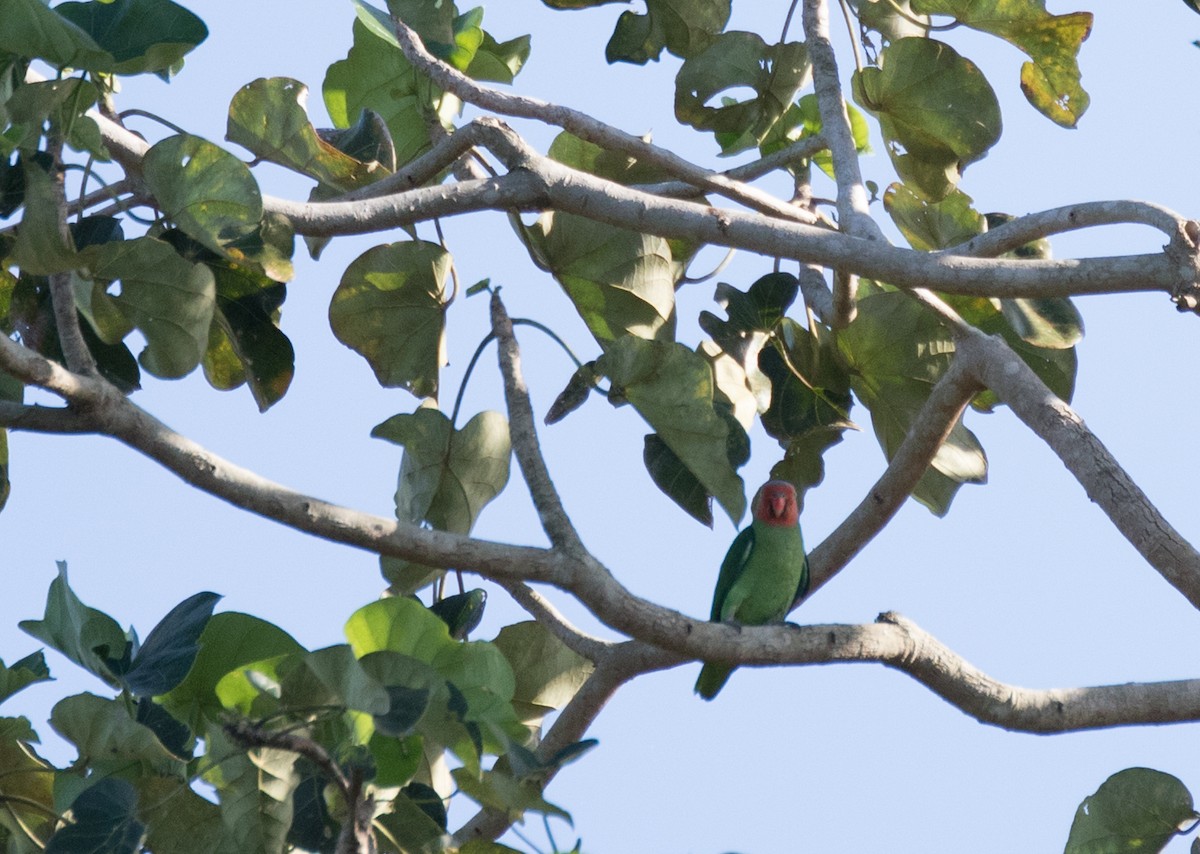 Red-cheeked Parrot - ML177839911