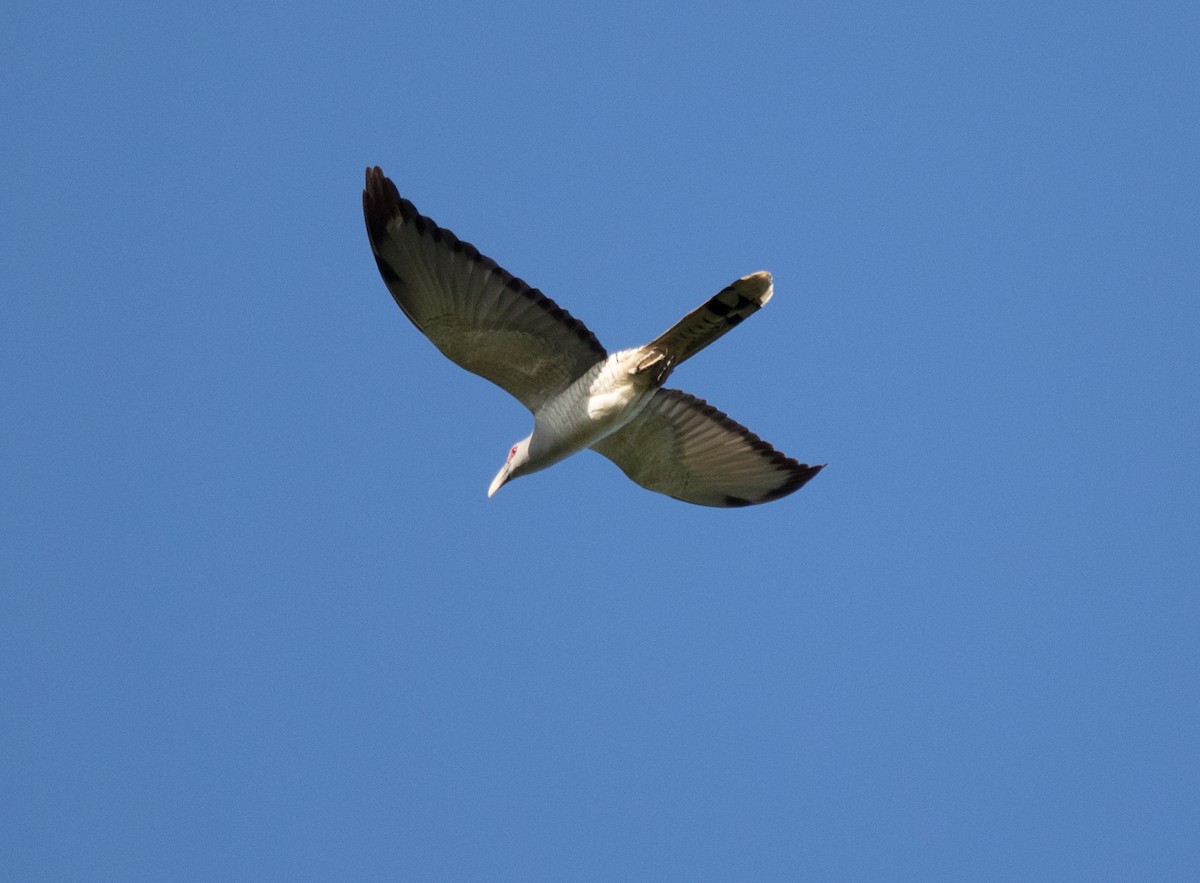 Channel-billed Cuckoo - ML177840091