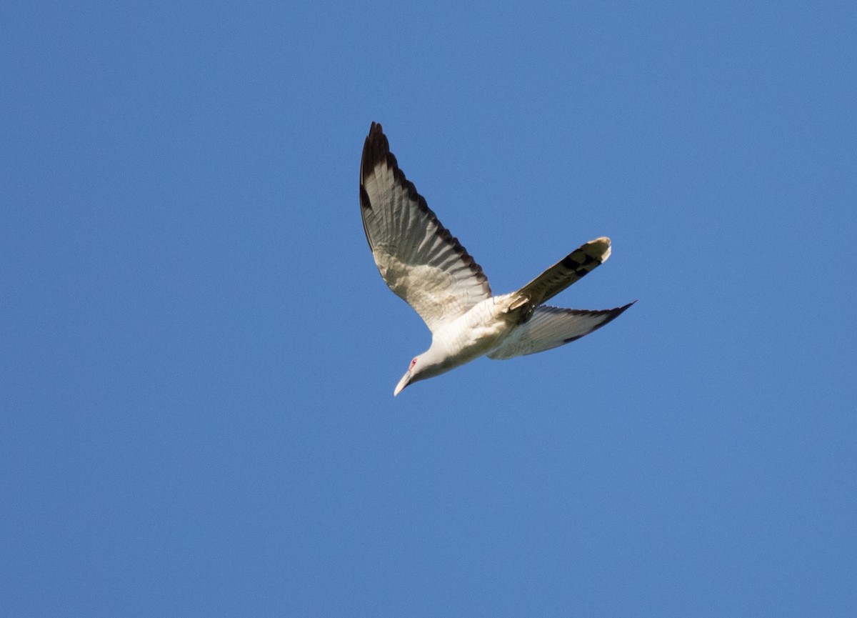 Channel-billed Cuckoo - ML177840121