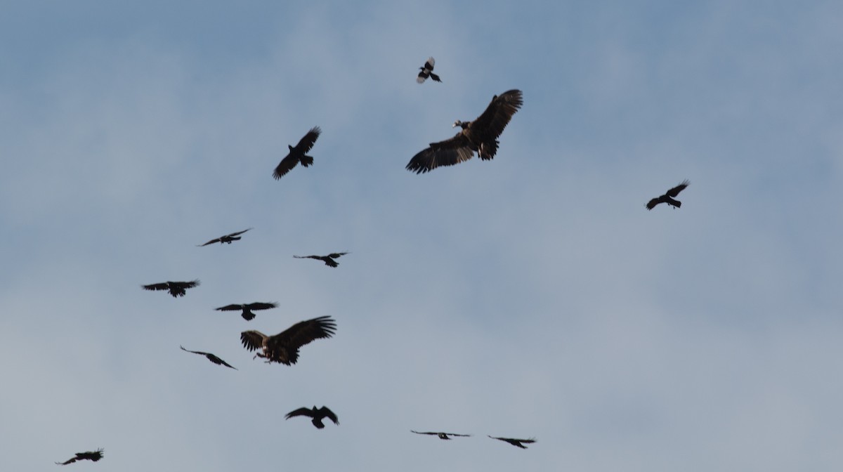 sup hnědý - ML177846121