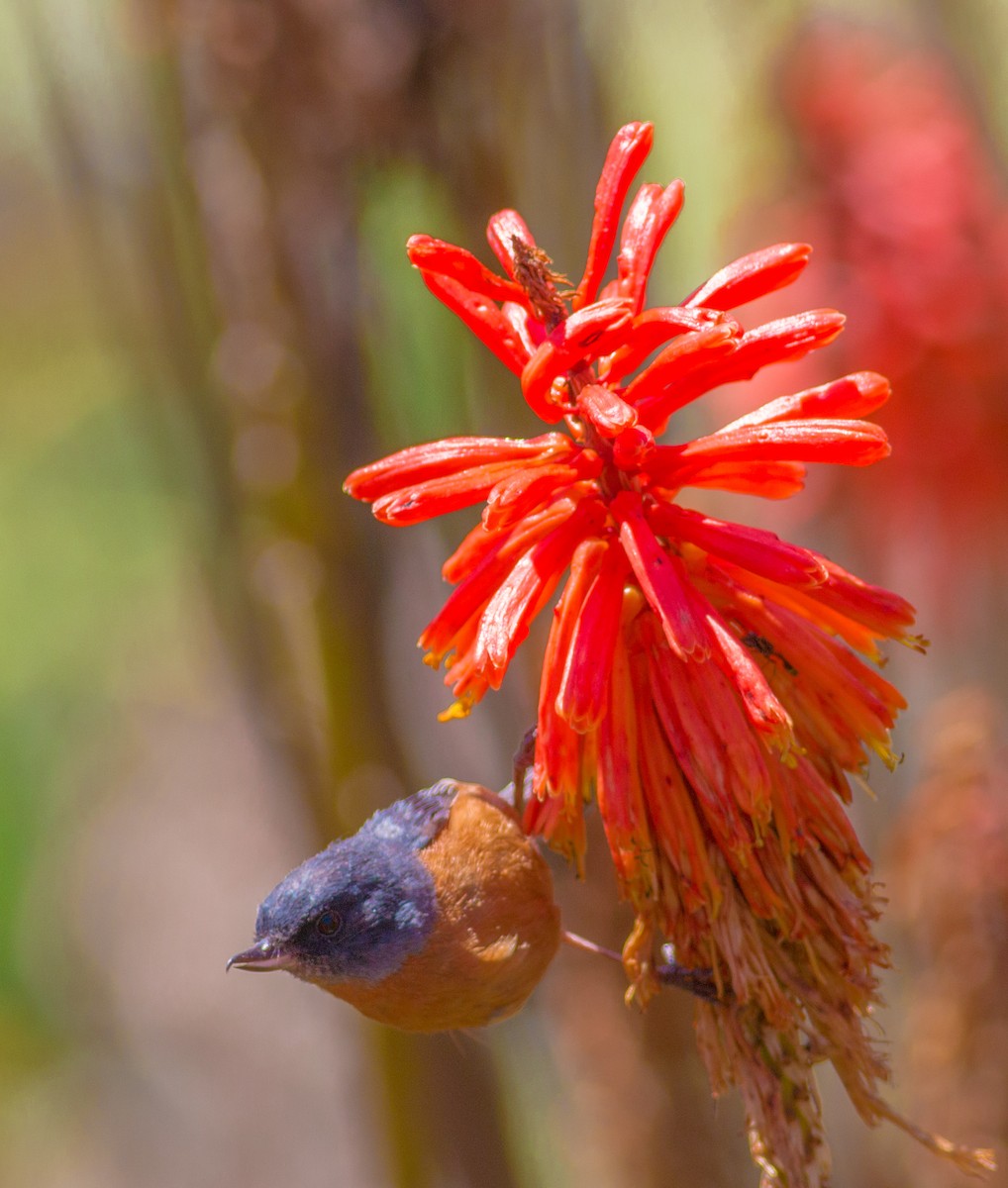 Cinnamon-bellied Flowerpiercer - Korsh  Ararat