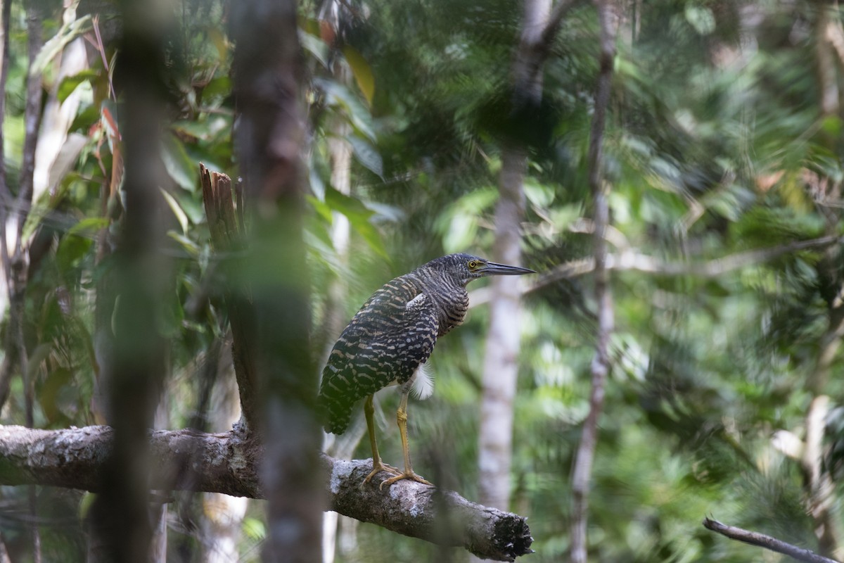 Forest Bittern - ML177846971