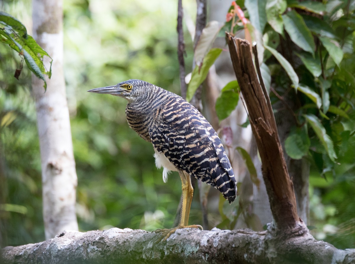 Forest Bittern - Chris Barnes