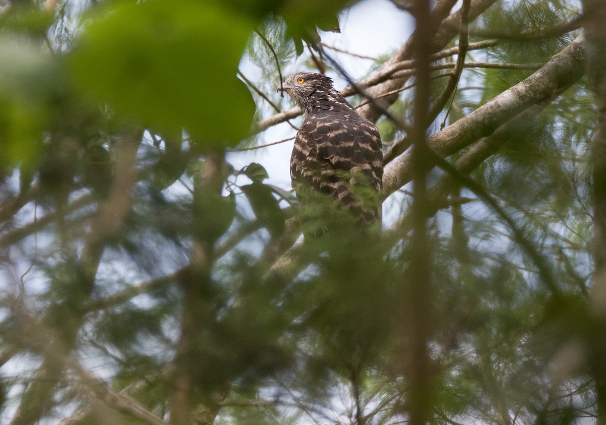 Long-tailed Honey-buzzard - ML177847071