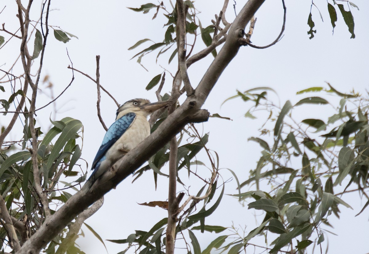 Blue-winged Kookaburra - ML177847081