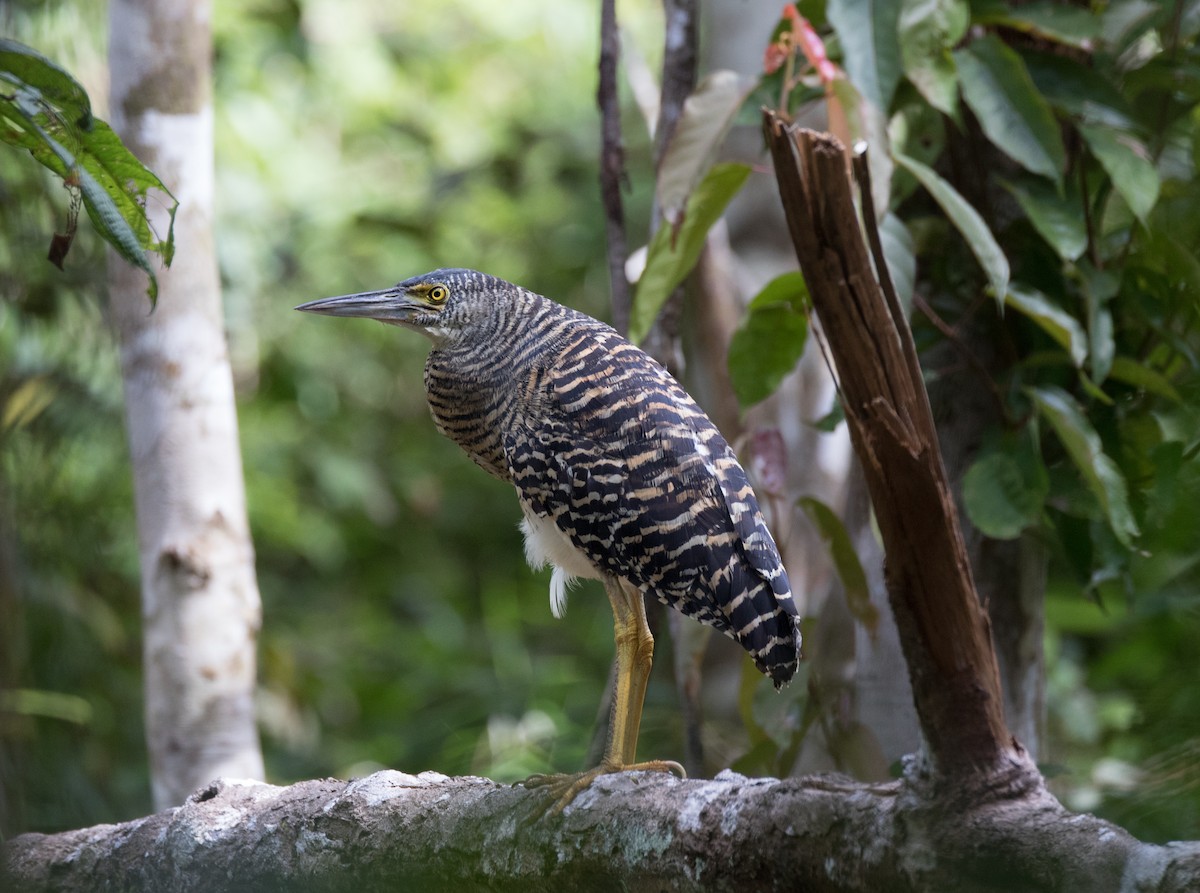 Forest Bittern - Chris Barnes
