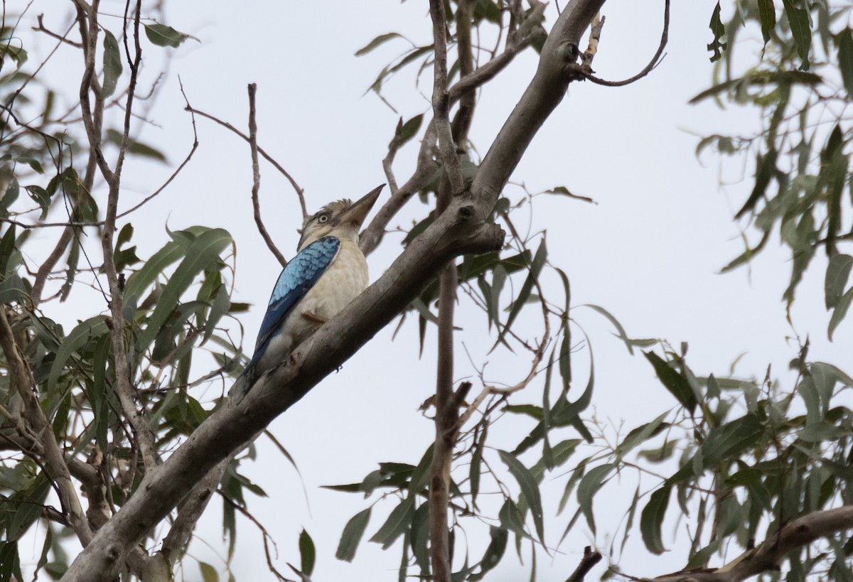 Blue-winged Kookaburra - ML177847111