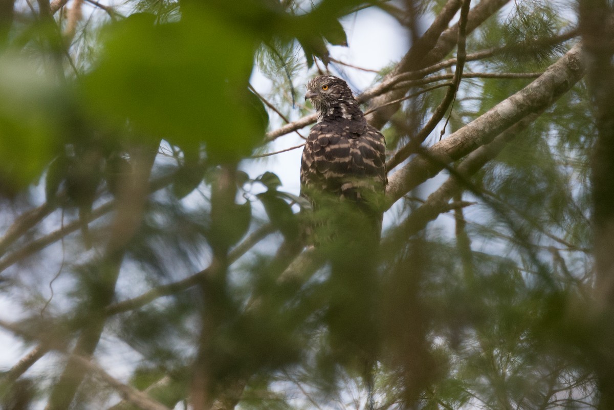 Long-tailed Honey-buzzard - ML177847121