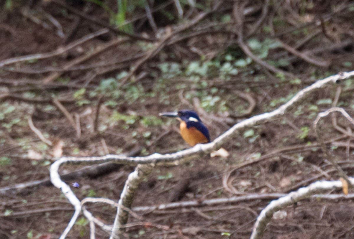 Azure Kingfisher - ML177847151