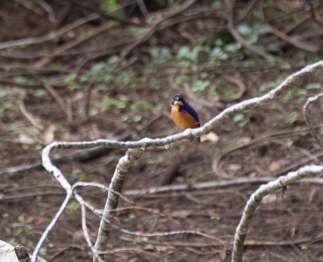 Azure Kingfisher - ML177847161