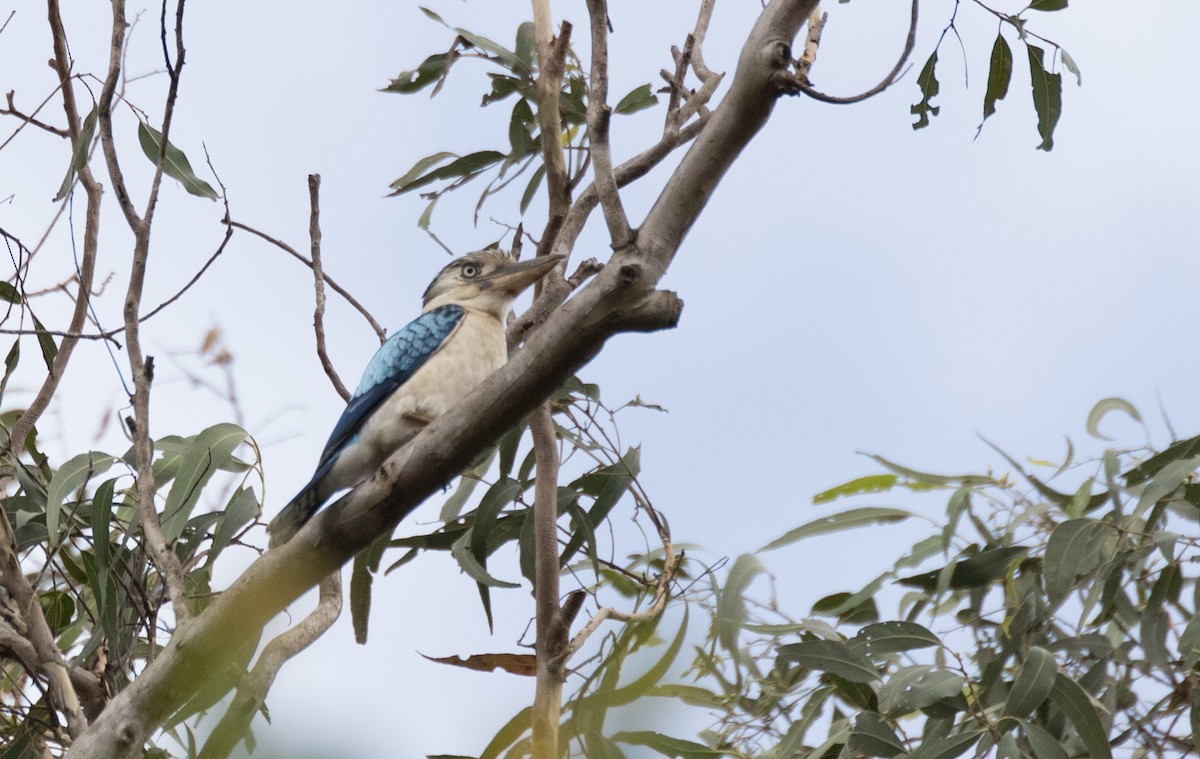 Martin-chasseur à ailes bleues - ML177847171