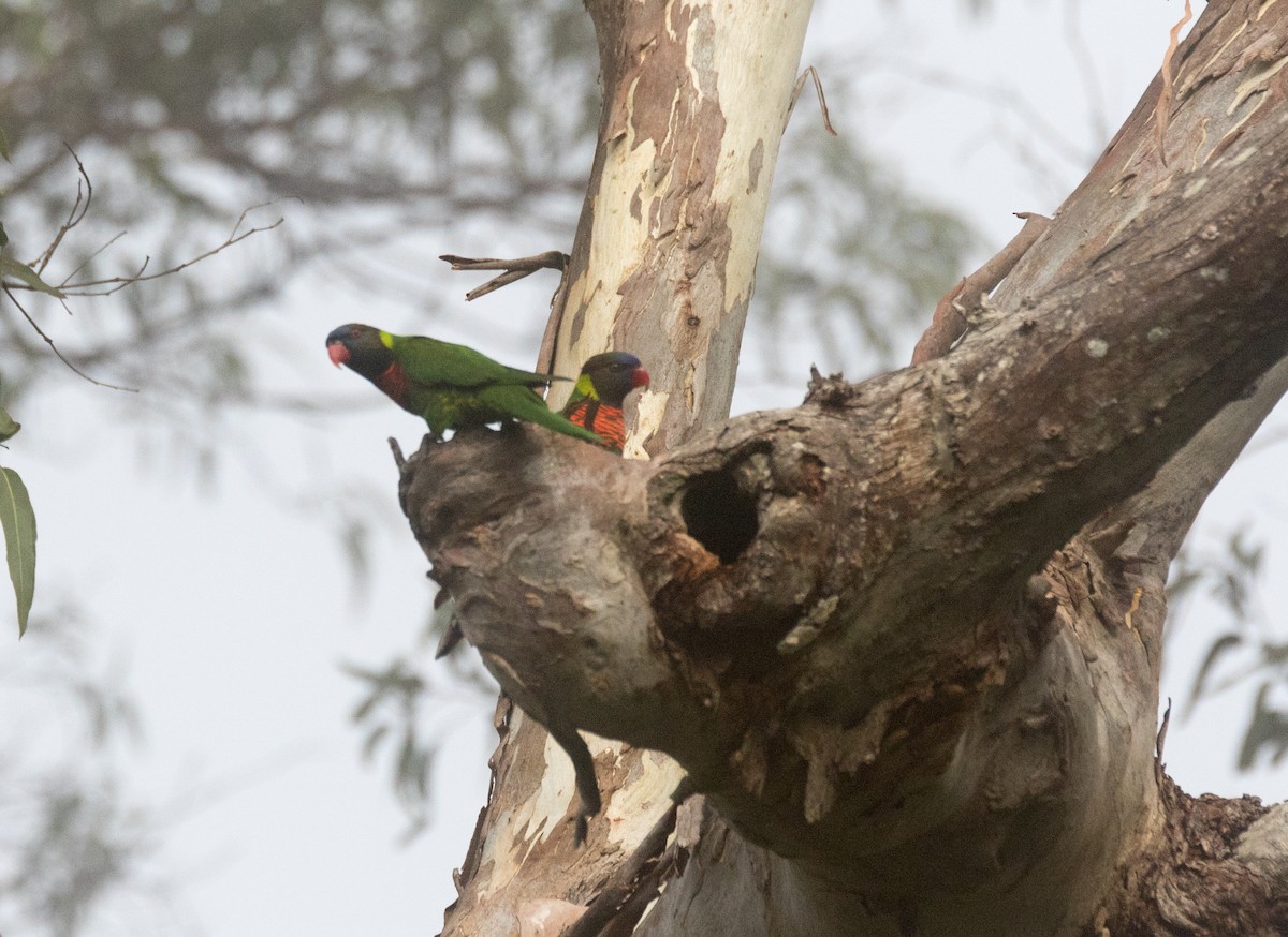 Coconut Lorikeet - ML177847351