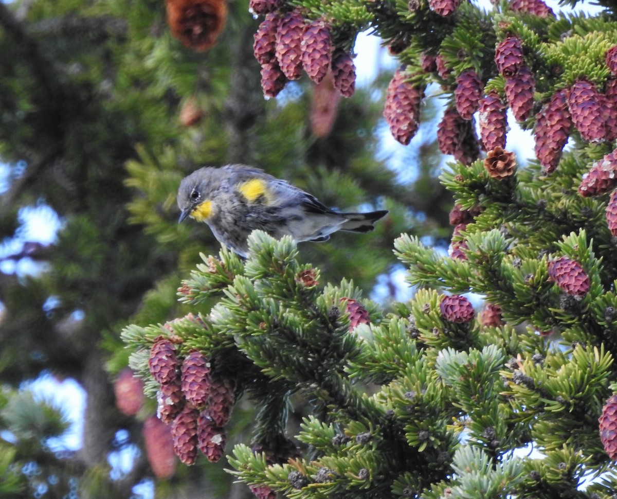 Yellow-rumped Warbler - ML177847941