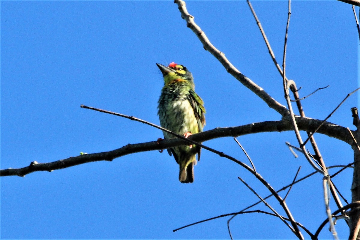 Coppersmith Barbet - ML177849161