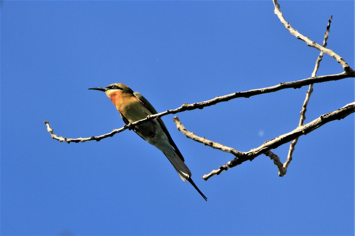 Abejaruco Coliazul - ML177849201