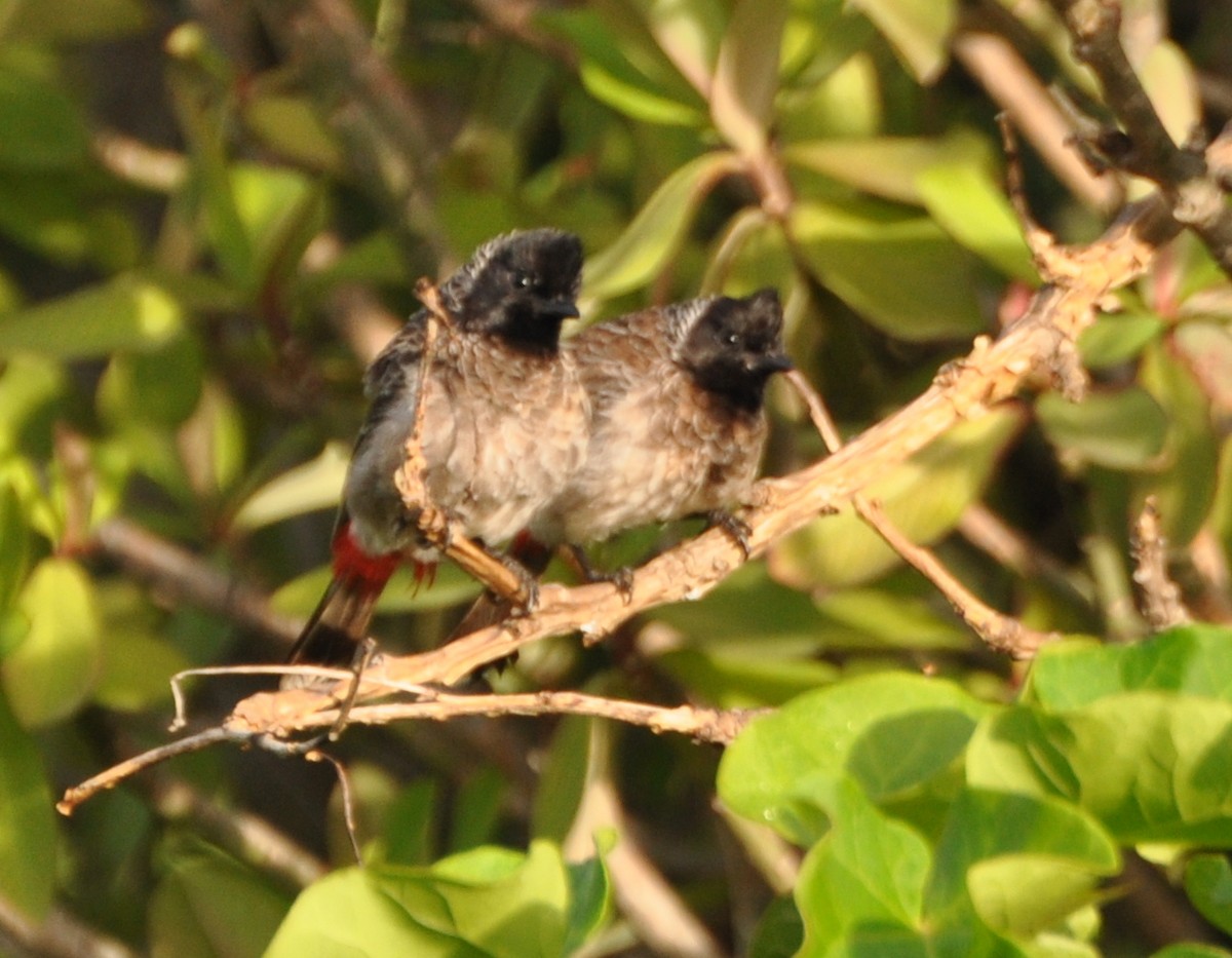 Red-vented Bulbul - ML177849491