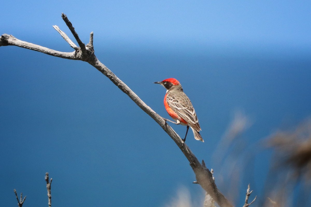 Eptianuro Tricolor - ML177850161