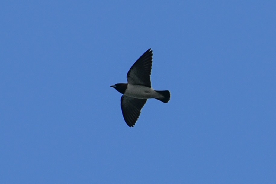 White-breasted Woodswallow - ML177850621