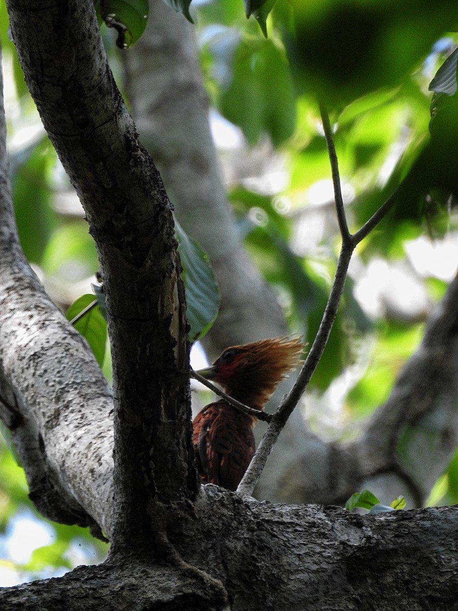 Chestnut-colored Woodpecker - ML177851491