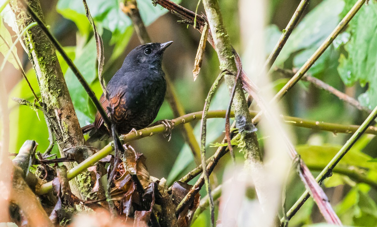 White-crowned Tapaculo - David Monroy Rengifo