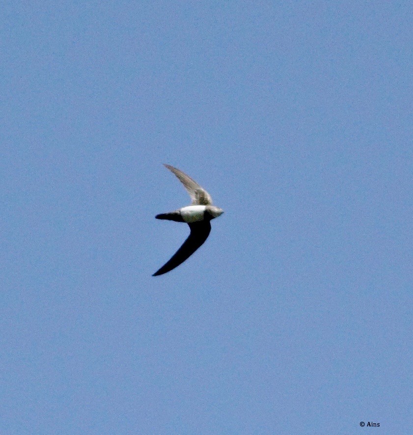 Martinet à ventre blanc - ML177853921