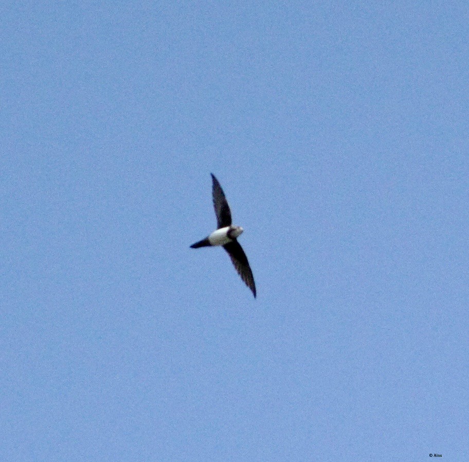 Martinet à ventre blanc - ML177853941