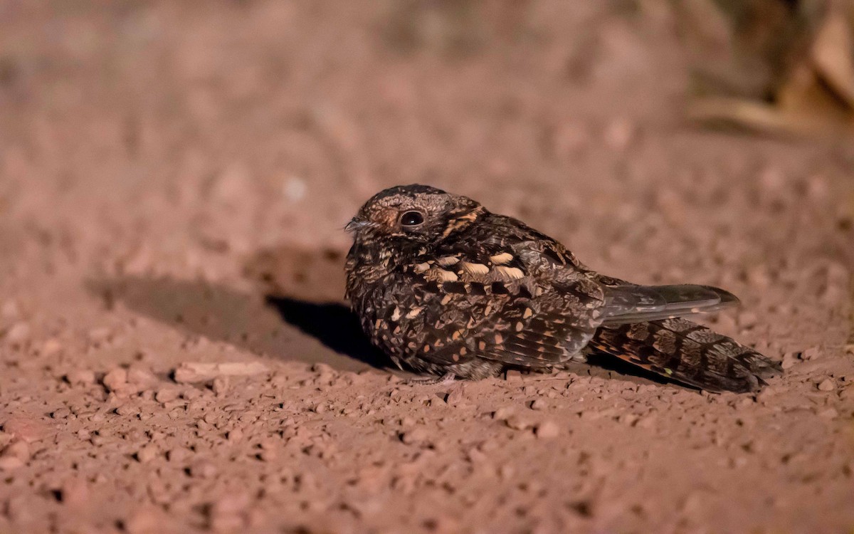 Montane Nightjar (Rwenzori) - Jean-Louis  Carlo