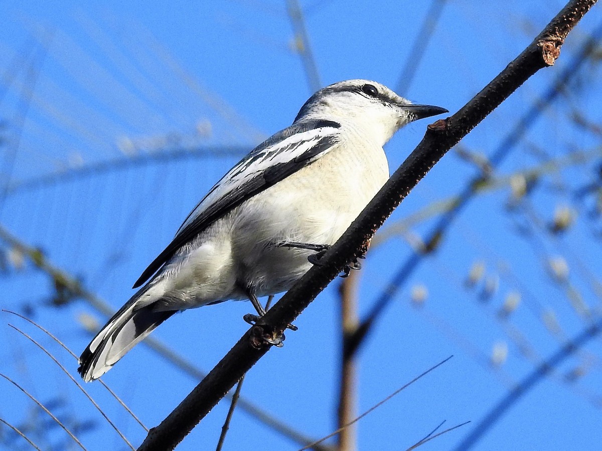 Oruguero Pío - ML177855381