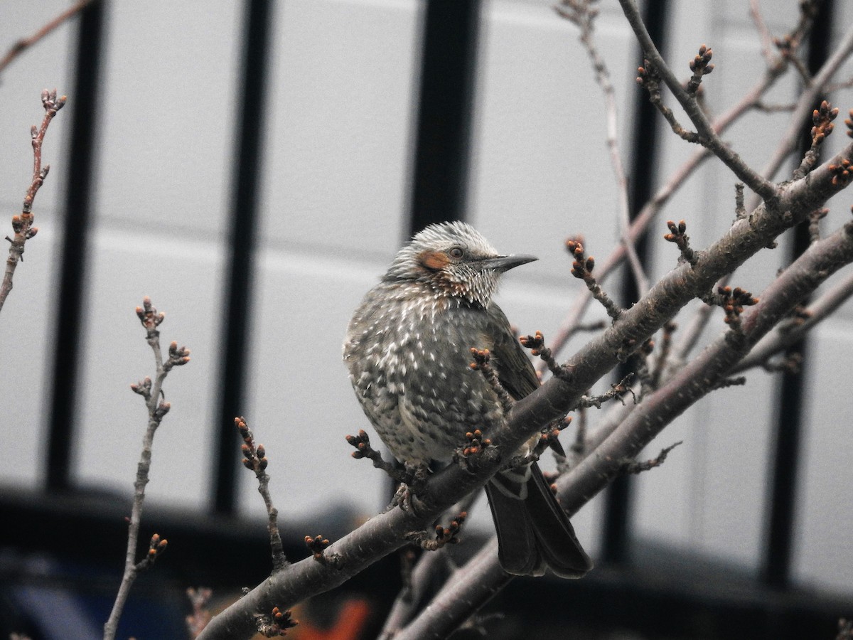 Brown-eared Bulbul - ML177855831