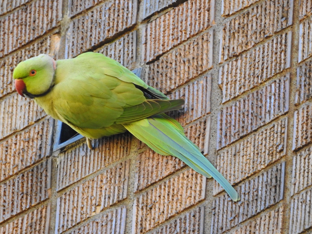 Rose-ringed Parakeet - ML177855911