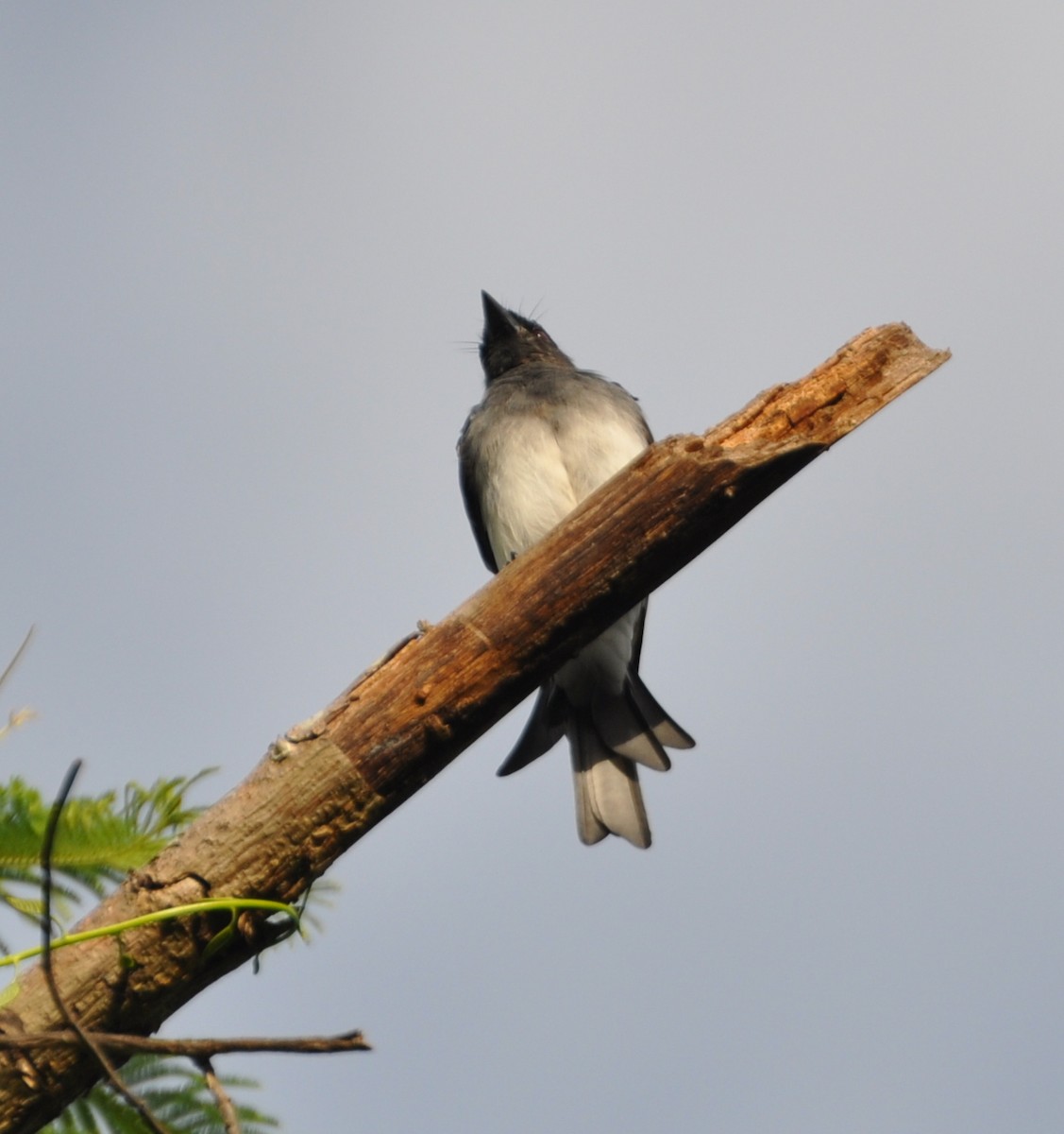 White-bellied Drongo - ML177858551