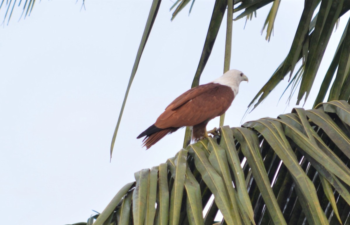 Brahminy Kite - ML177858731