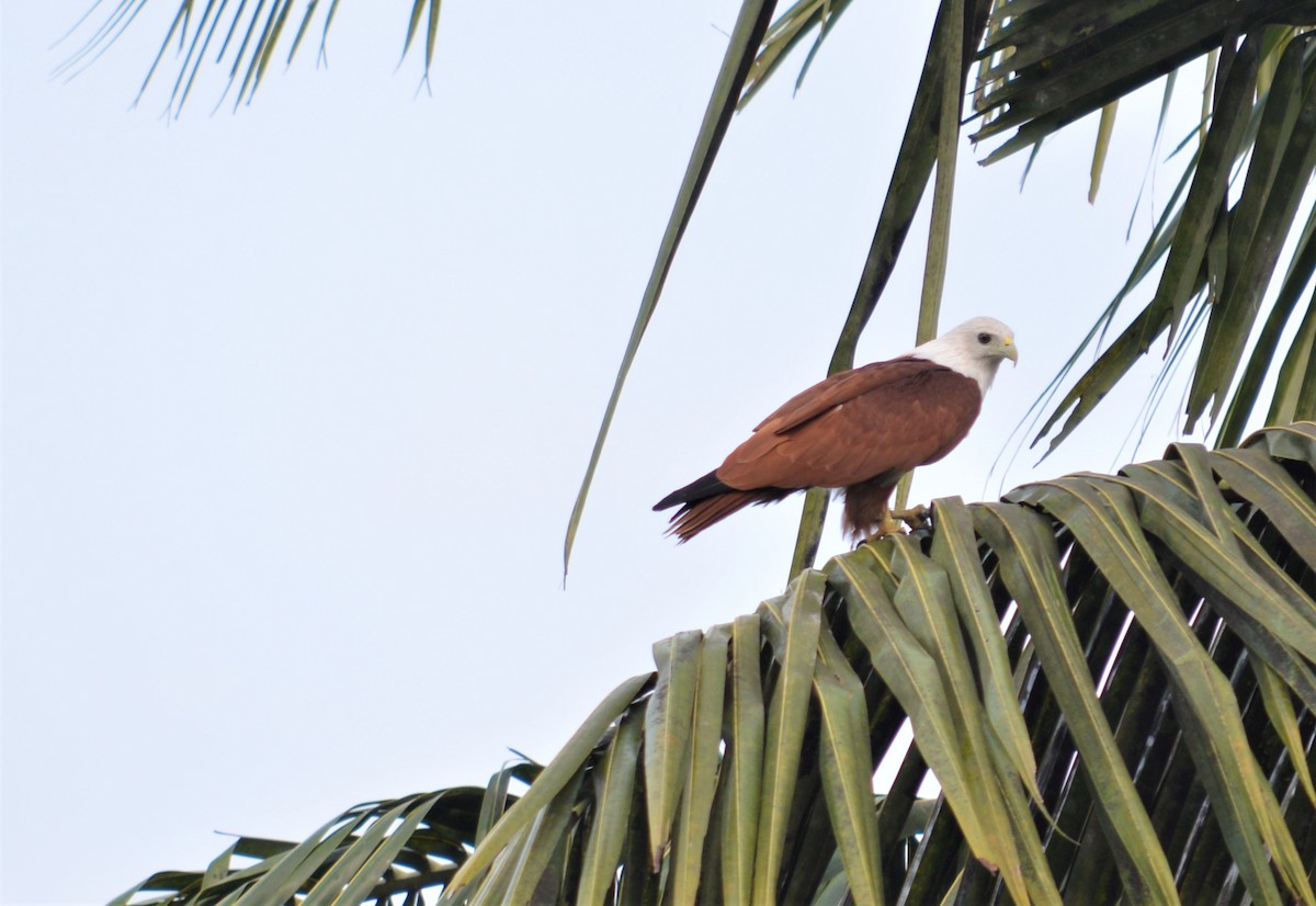 Brahminy Kite - ML177858751