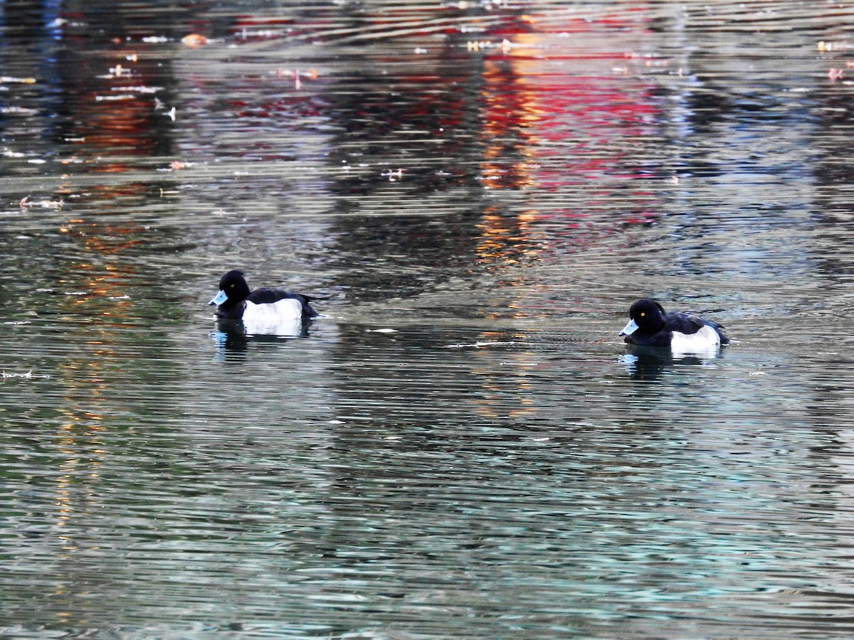 Гэзэгт шумбуур - ML177860061