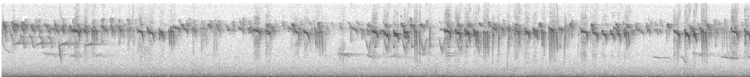 Orite à gorge blanche - ML177860101