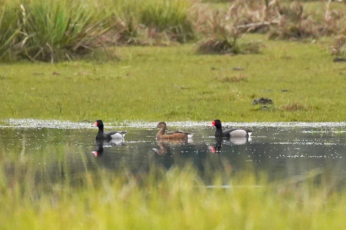 Rosy-billed Pochard - ML177860111