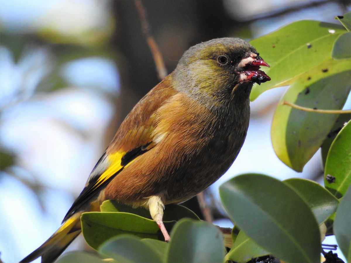 Нангиад ногоолдой - ML177860221