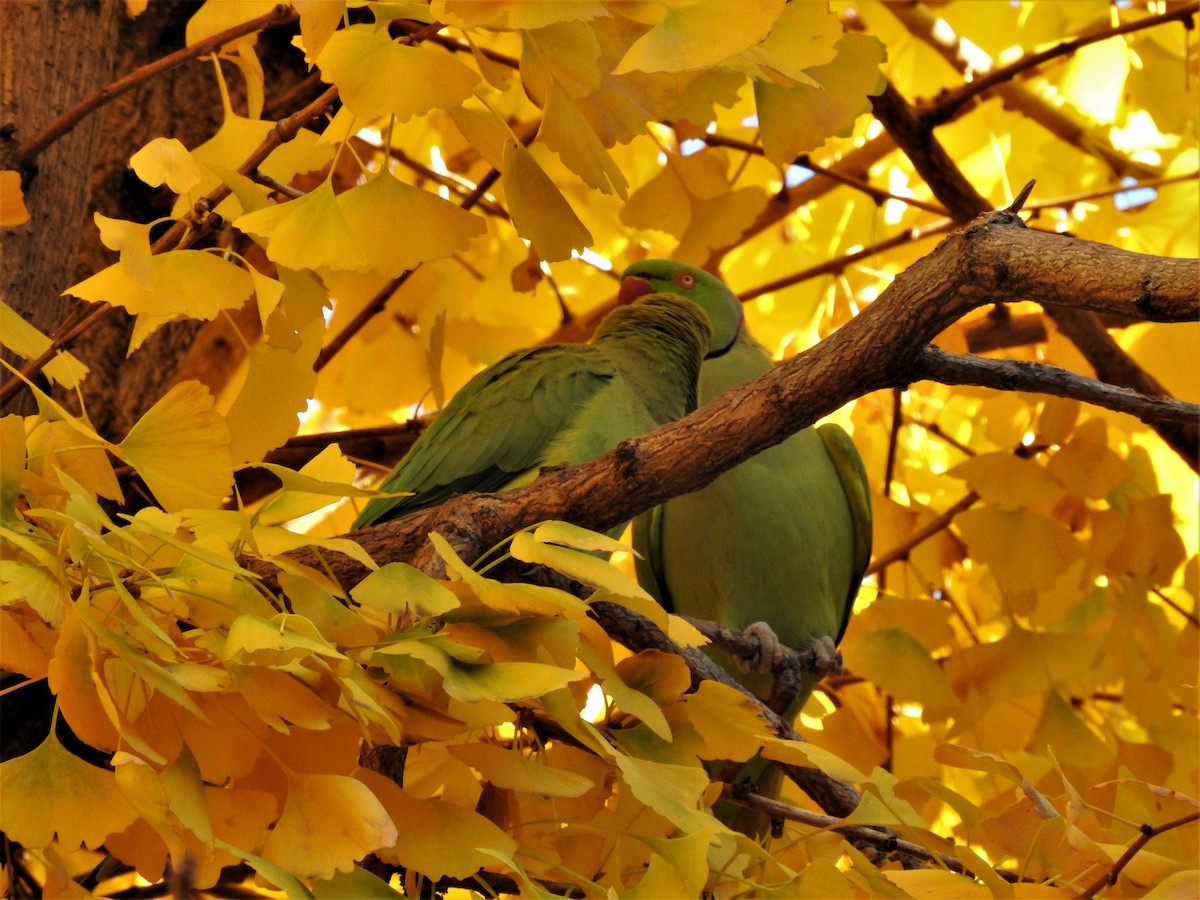Rose-ringed Parakeet - ML177860231