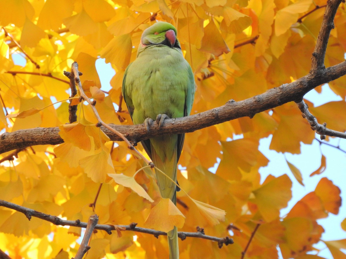Rose-ringed Parakeet - ML177860281
