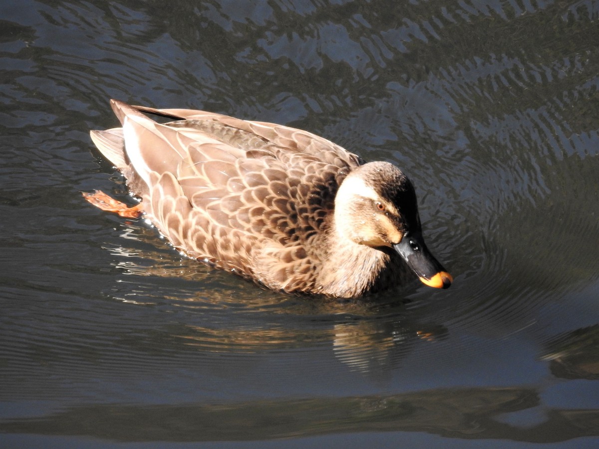 Зэрлэгшир нугас - ML177860331