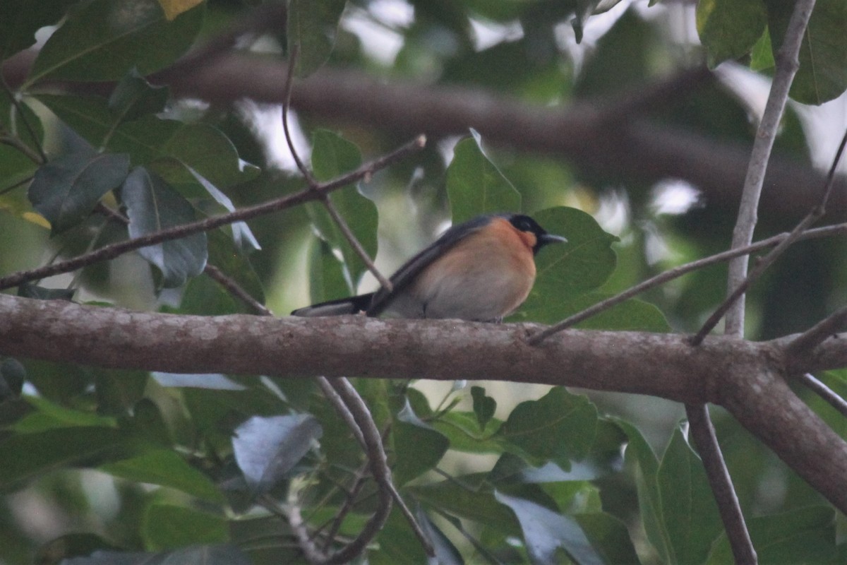 Spectacled Monarch - ML177860441