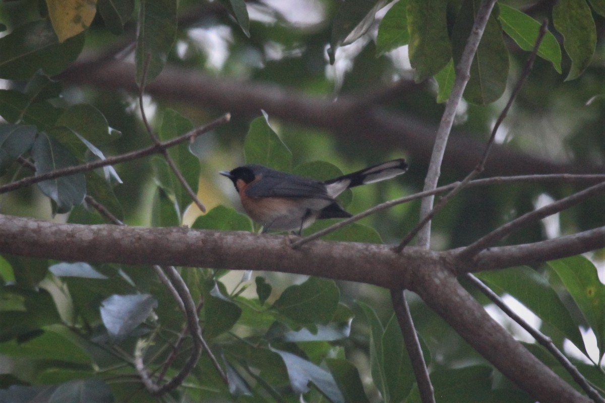 Spectacled Monarch - ML177860451