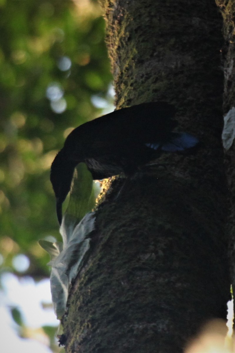 Paradise Riflebird - ML177860831