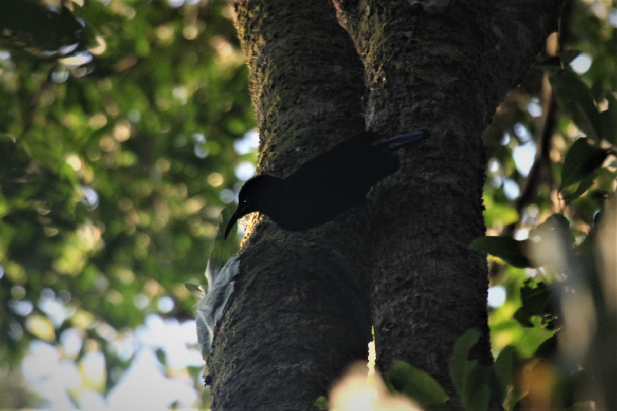 Paradise Riflebird - ML177860871