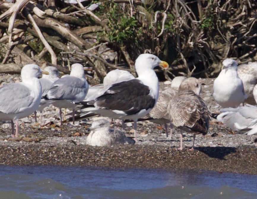 Great Black-backed Gull - ML177861661